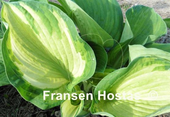 Hosta Photo Finish